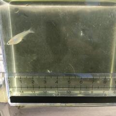 ①「白メダカ」若魚20匹　600円の画像