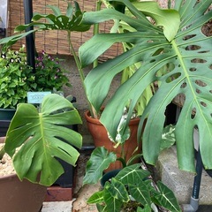 取引き中
植物モンステラうるま市ですの画像