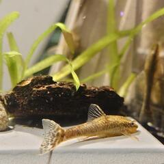 オトシンネグロ 卵/ 稚魚。シーズンに付き限定。　アクアリウム水槽Aquariumナマズ。東京都府中市八幡町2。#メダカタンクメイトエビの画像
