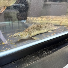 ポリプテルス　デルヘッジの画像