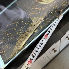 ポリプテルス　デルヘッジの画像
