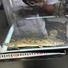 ポリプテルス　デルヘッジの画像