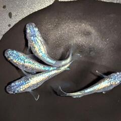 ネプチューンメダカ有精卵50個の画像