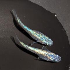 ネプチューンメダカ有精卵50個の画像