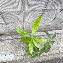 パキラ　実生の画像
