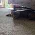 ランキングキーワードに紐づく投稿画像-子猫