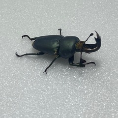 ①パプアキンイロクワガタ大特価♂♀♀の画像