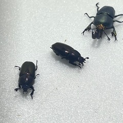 ①パプアキンイロクワガタ大特価♂♀♀の画像