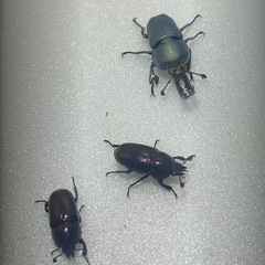 ①パプアキンイロクワガタ大特価♂♀♀の画像