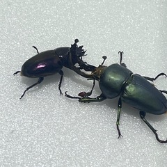 ①パプアキンイロクワガタ大特価♂♀♀の画像