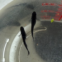 土日祝　オロチ若魚　黒いメダカ　中央区　晴海トリトン付近の画像