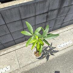 パキラ　実生の画像