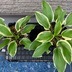 ランキングキーワードに紐づく投稿画像-観葉植物