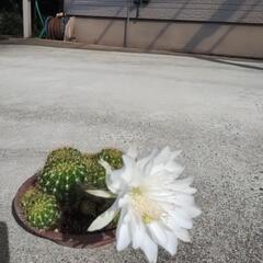 サボテンの画像