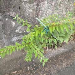 山野草　宿根草　コムラサキシキブ苗の画像