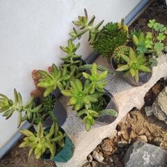 多肉植物sの画像