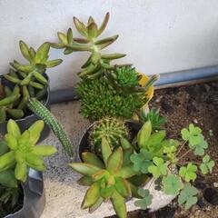多肉植物sの画像