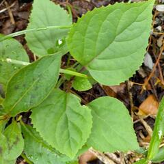 中国奥地に自生する山野草　アナベルみたいに大きな花　宿根草　紫陽花に似た花　大きくこんもりと梅雨時期に咲くの画像