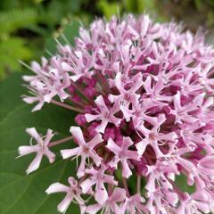 中国奥地に自生する山野草　アナベルみたいに大きな花　宿根草　紫陽花に似た花　大きくこんもりと梅雨時期に咲くの画像
