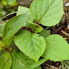 中国奥地に自生する山野草　アナベルみたいに大きな花　宿根草　紫陽花に似た花　大きくこんもりと梅雨時期に咲くの画像
