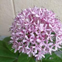 中国奥地に自生する山野草　アナベルみたいに大きな花　宿根草　紫陽花に似た花　大きくこんもりと梅雨時期に咲くの画像