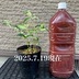 ランキングキーワードに紐づく投稿画像-観葉植物