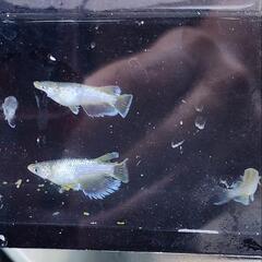 めだか　メダカ　ダルマ系統　5匹+αの画像