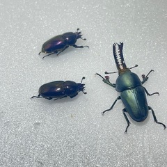 ③パプアキンイロクワガタ大特価♂♀♀の画像
