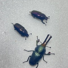 ③パプアキンイロクワガタ大特価♂♀♀の画像