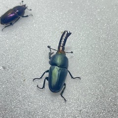 ③パプアキンイロクワガタ大特価♂♀♀の画像