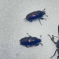 ③パプアキンイロクワガタ大特価♂♀♀の画像