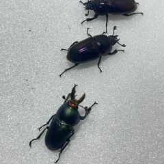 ④パプアキンイロクワガタ大特価♂♀♀の画像