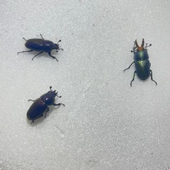 ④パプアキンイロクワガタ大特価♂♀♀の画像