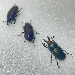 ④パプアキンイロクワガタ大特価♂♀♀の画像