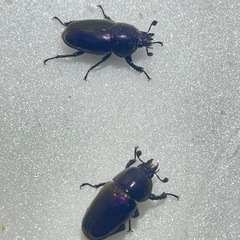 ④パプアキンイロクワガタ大特価♂♀♀の画像