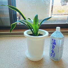 【中】サンスベリア(トラノオ)　観葉植物　空気をきれいにする効果のある植物さんの画像