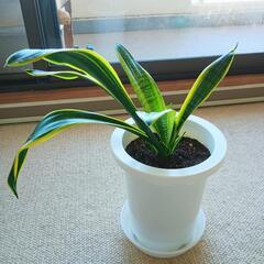 【中】サンスベリア(トラノオ)　観葉植物　空気をきれいにする効果のある植物さんの画像