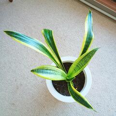 【中】サンスベリア(トラノオ)　観葉植物　空気をきれいにする効果のある植物さんの画像