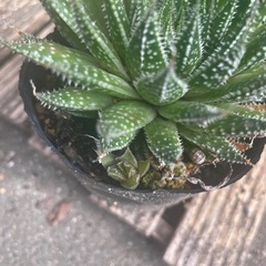 アロエ アリスタータの画像
