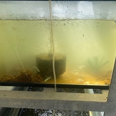 水槽セットとメダカ
の画像