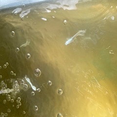 水槽セットとメダカ
の画像