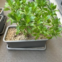 非対面取引　鉢植え（花）の画像