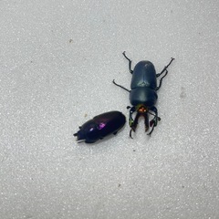 ⑤パプアキンイロクワガタ大特価♂♀♀の画像