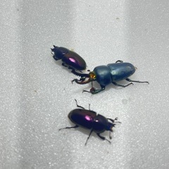 ⑤パプアキンイロクワガタ大特価♂♀♀の画像