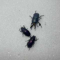 ⑤パプアキンイロクワガタ大特価♂♀♀の画像