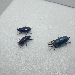 ⑤パプアキンイロクワガタ大特価♂♀♀の画像
