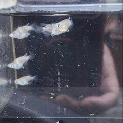 メダカ　めだか　３色ダルマ　5匹の画像
