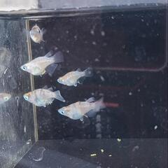 メダカ　めだか　３色ダルマ　5匹の画像
