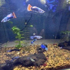 MIXグッピー　若魚！　🤗の画像