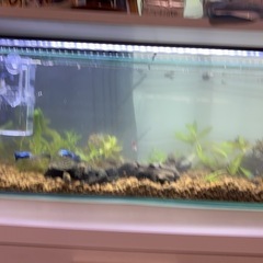 MIXグッピー　若魚！　🤗の画像